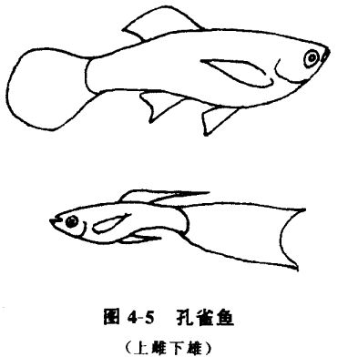 怎樣養(yǎng)孔雀魚？