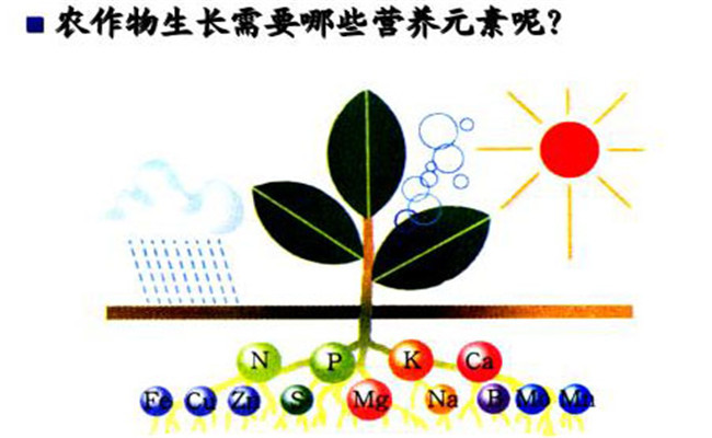 農(nóng)作物生長的必須營養(yǎng)元素有哪些