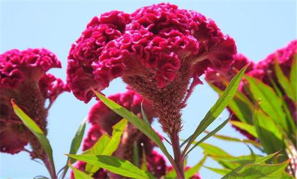 雞冠花的美容功效