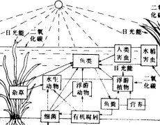 怎樣從生態(tài)學(xué)角度來(lái)理解稻田養(yǎng)魚的好處