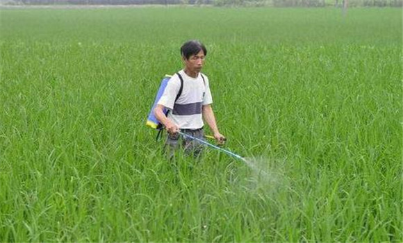 旱直播稻田的化學(xué)除草方法