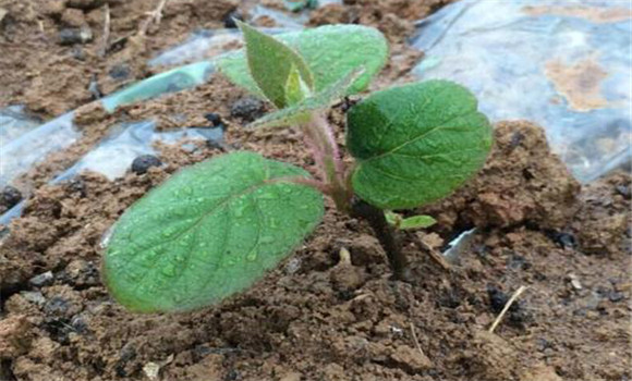 獼猴桃幼苗的種植方法