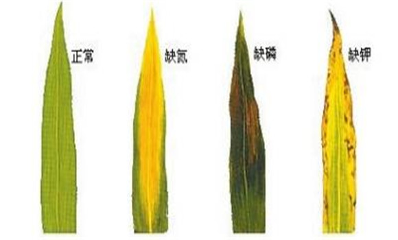 植物缺氮、磷、鉀元素時各有什么癥狀