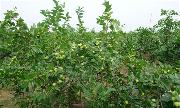 金鈴圓棗種植與栽培技術(shù)要點