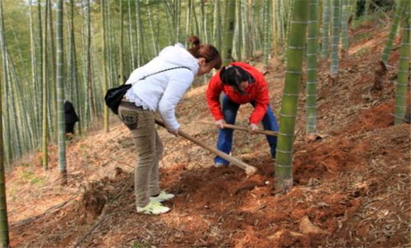 竹筍的種植和管理技術(shù)要點(diǎn)