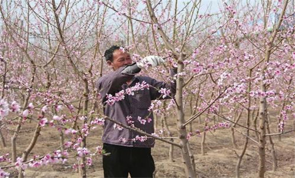 桃樹整形修剪技術(shù)要點