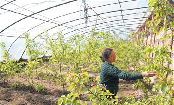 大棚杏樹的種植方法