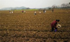 烤煙施肥技術(shù)：種植烤煙怎樣進(jìn)行施肥