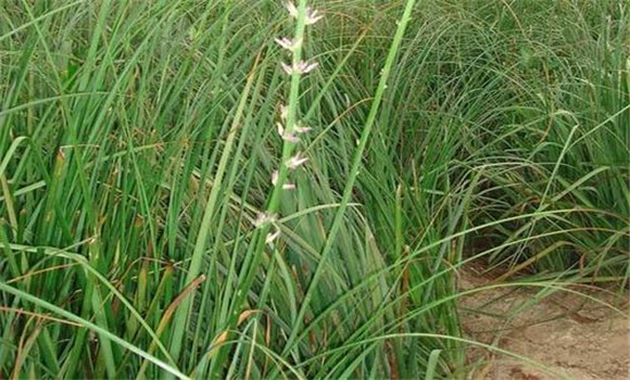 知母栽培種植技術(shù)要點