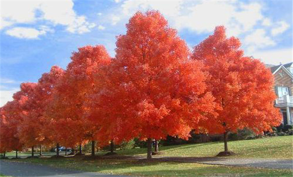 美國紅楓適合什么地方生長