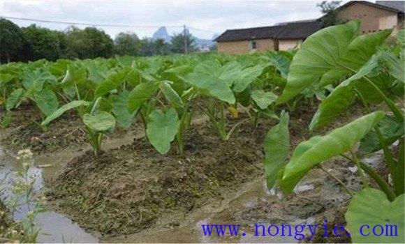 香芋種植技術(shù)要點(diǎn)