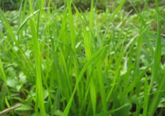 黑麥草種植技術