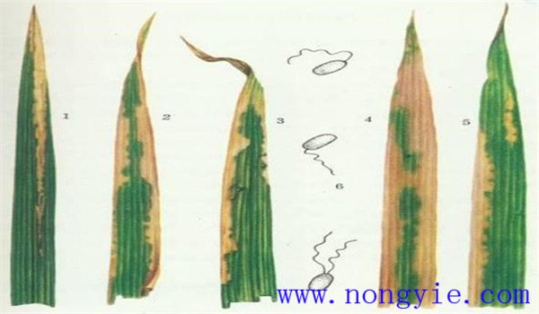 水稻白葉枯病的癥狀與防治