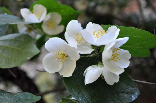 茉莉花種植方法