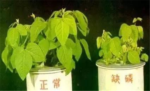 磷元素對(duì)植物的作用