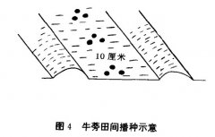 牛蒡播種密度如何掌握