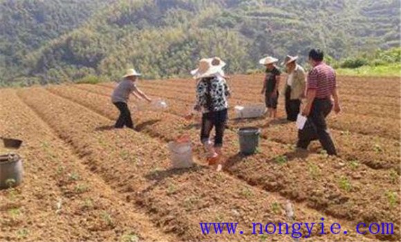 玉米種植要施足基肥