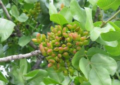 開心果種植技術