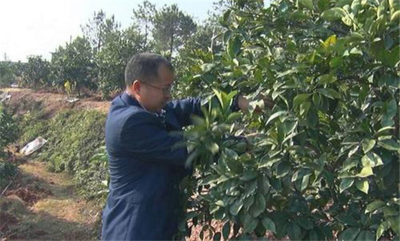 臍橙整形修剪技術(shù)要點