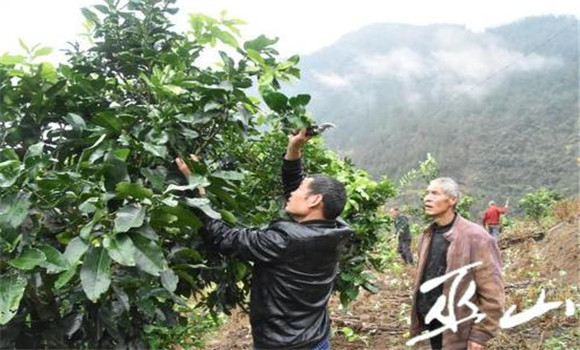 蜜柚種植要重視春剪