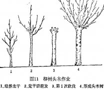 什么是柳樹頭木作業(yè) 怎樣施行？