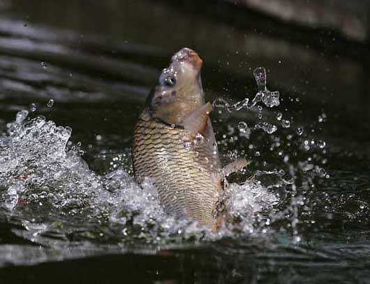 魚類疾病防治