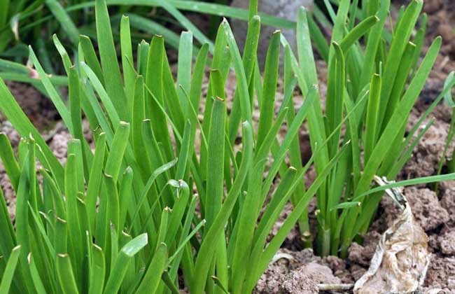 韭菜種植技術(shù)