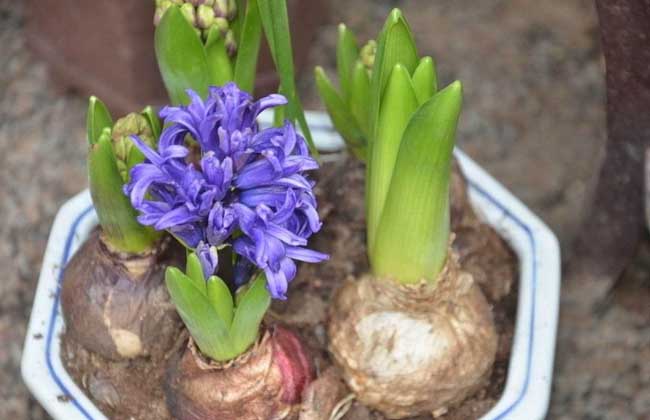 風(fēng)信子種植方法