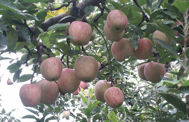 蘋(píng)果樹(shù)種植管理方法