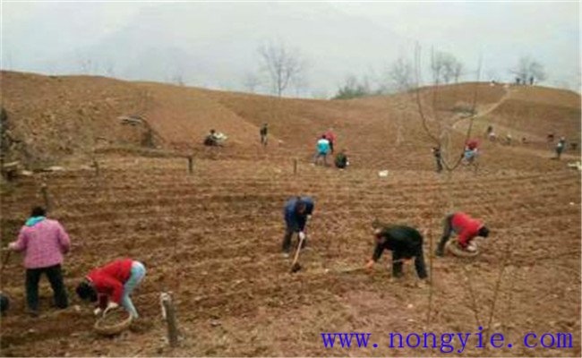 種植白術(shù)如何選地整地