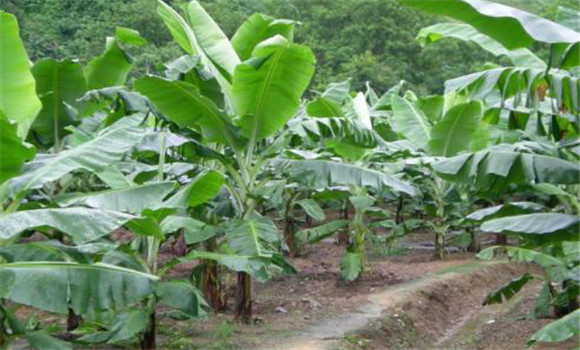 香蕉的定植技術(shù)要點