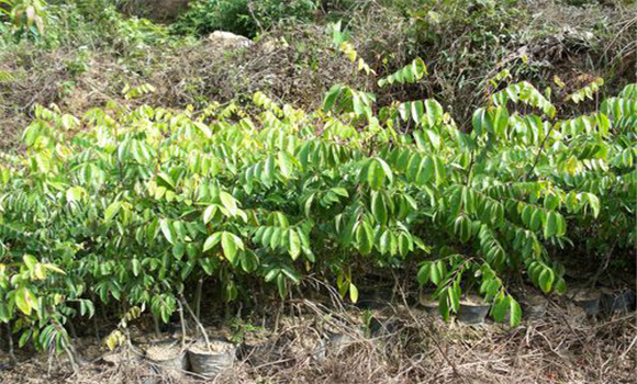 楊桃樹的種植技術(shù)