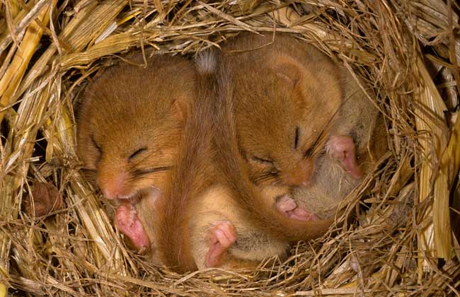 冬眠的動物都有哪些