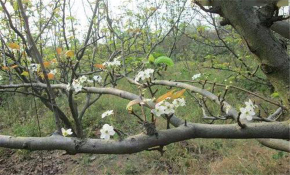 成年果樹夏、秋季開花的原因