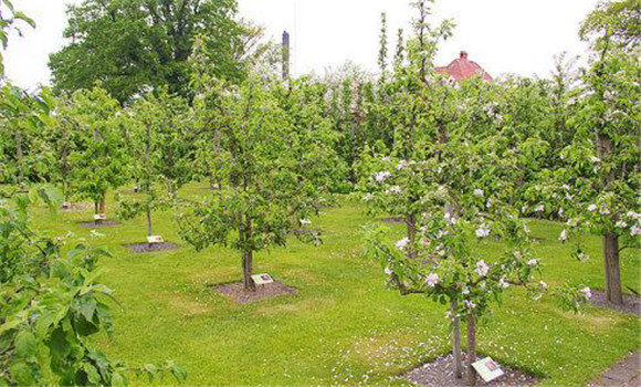 防止夏、秋季開花的措施