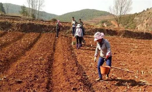 烏梅種植要注意選地整地