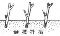 如何繁殖黑豆果 黑豆果硬枝扦插、綠枝扦插方法