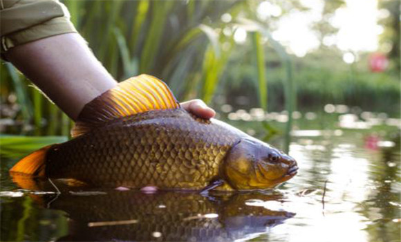 鯽魚(yú)最大有多大