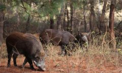 野豬是幾級保護動物，野豬的壽命一般是多少年