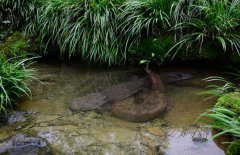 吃娃娃魚(yú)犯法嗎？