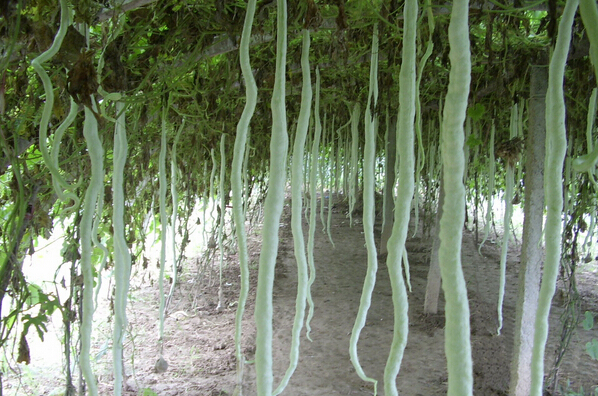 蔬菜種植管理方法