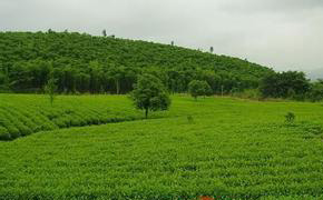 茶園種植技術(shù)