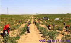 種植枸杞怎樣進(jìn)行土壤與施肥的管理？