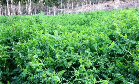 苕子種植時(shí)間和方法