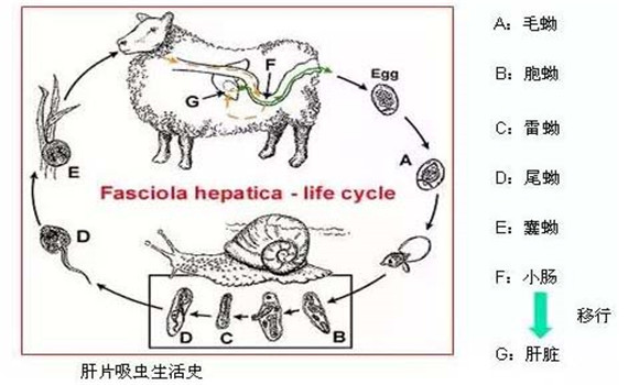 羊肝片吸蟲病傳染嗎？