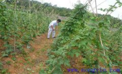 種植葛根如何管理？葛根田間管理技術要點