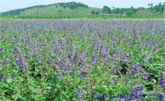 種植黃芩怎么管理？黃芩田間管理的主要內(nèi)容