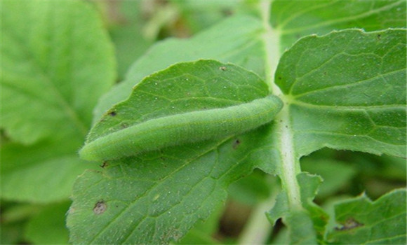 菜青蟲(chóng)防治方法