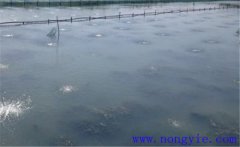 怎樣為魚塘增加氧氣，給魚塘增氧有幾種方法？