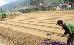 種植薄荷如何選地整地？薄荷種植管理技術(shù)要點